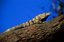 Spiny iguana (Ctenosaura similis Murcielago NP, Costa Rica.