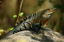 Spiny iguana (Ctenosaura similis) Santa Rosa NP, Costa Rica