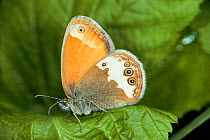 Pearly Heath Butterfly (Coenonympha arcania) captive, Germany