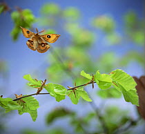 Tau Emperor moth {Aglia tau} in flight, captive