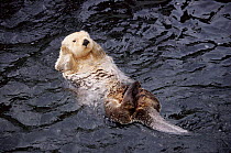 Sea otter floating on back in Vancouver Aquarium, Canada