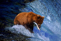 Brown bear catches salmon Katmai NP, Alaska, USA