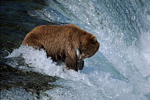 Brown bear catches salmon, Katmai National Park, Alaska