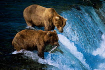Brown bears fishing for salmon, Katmai National Park, Alaska