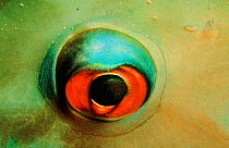 Parrotfish eye close-up, Caribbean Sea.