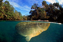 West Indian manatee (Trichechus manatus), released after being hit by power boat. Florida, USA