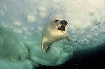 Harp Seal (Pagophilus groenlandica) juvenile under pack ice. Magdalen Islands, Canada
