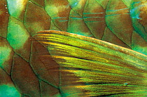 Close-up of fin of Parrotfish, Caribbean