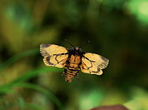 Deaths head hawk moth (Acheronitia atropos) in flight. Germany, Europe