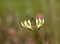 Scarce Swallowtail butterfly in flight. Germany Captive