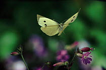 Large white / Cabbage white butterfly flying, Germany