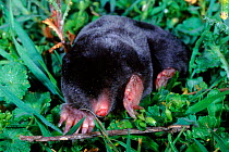 European mole (Talpa europaea) in grass. Spain, Europe
