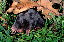 European mole in grass, Spain