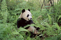 Giant panda feeding on bamboo Wolong Nature Reserve, China Captive.