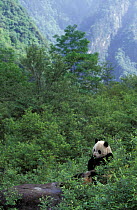 Giant panda feeding on bamboo Wolong Nature Reserve, Sichuan, China. Captive