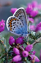 Silver Studded Blue Butterfly on heather (Plebejus argus) England