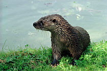 European River Otter