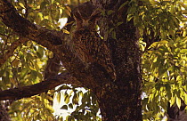 Brown Fish Owl (Bubo zeylonensis) in tree. Corbett NP, India