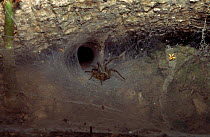 Spider coming out of web tunnel to hunt. Corbett NP India