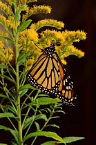 Monarch Butterfly on golden rod flowers