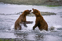 Brown bears aggressive behaviour McNeil River Sanctuary, Alaska