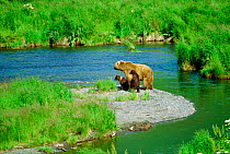Brown bear {Ursus arctos} mother & cubs watch for fish by McNeil River, Alaska