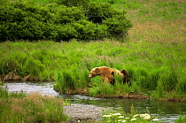 Brown bear {Ursus arctos} mother and cubs watch for fish by McNeil River, Alaska, USA
