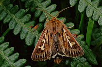 Antler Moth resting on bracken. Summer, UK