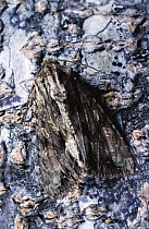 Dark Arches moth camouflaged on bark (Apamea monoglypha) Scotland, UK