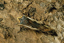 Red Sword Grass Moth (Xylena vetusta) camouflaged on bark, Scotland, UK