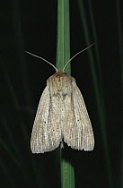 Common wainscot moth (Mythimna pallens) Scotland, UK