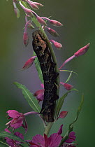 Caterpillar larva of Elephant Hawkmoth (Deilephila elpenor) on Rosebay willowherb, Germany