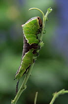 Caterpillar moth of Puss Moth (Cerura vinula) feeding, Germany
