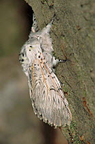 Puss Moth adult insect on bark of tree, Germany