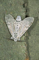 Puss Moth (Cerura vinula) on tree bark, Germany