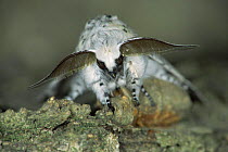 Puss Moth (Cerura vinula) on tree bark, male with large antennae, Germany