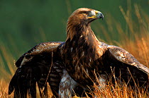 Golden eagle, 4th year male, Scotland. Captive bird.