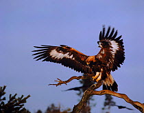 Golden eagle on branch, wings outstretched, Sweden