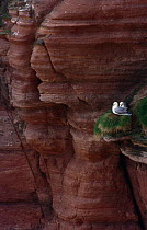 Fulmars {Fulmarus glacialis} nesting on red sandstone cliffs, Red Head, Angus, Scotland