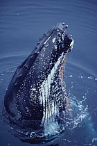 Close up of Humpback whale spy hopping at surface, Antarctica