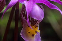 Fairy slipper orchid (Calypso bulbosa) Anticosti Islands, Quebec Province, Canada