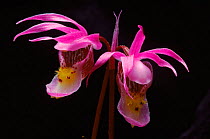 Fairy slipper orchid (Calypso bulbosa). Anticosti Is, Quebec Province, Canada