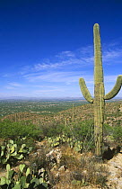 Saguaro Cactus and view over Tucson from Catalina Mountains, Arizona USA