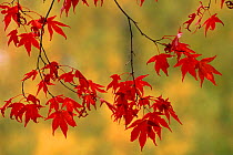 Smooth Japanese Maple leaves (Acer palmatum)