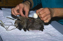 Hedgehog {Erinaceus europaeus} being treated after having plastic wrapping removed, RSPCA Wildlife hospital, Somerset, UK