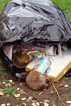 Dead hedgehog trapped in tin can, England, UK