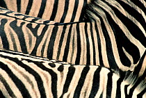 Abstract view of Common Zebra skin patterns  (Equus quagga) Etosha NP, Namibia