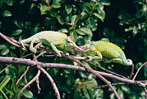 Jackson's Chameleons fighting (Chamaeleo jacksonii) they lock horns and attempt to throw one another off the branch. Occur in Kenya and Tanzania, tropical forest habitat.