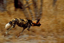 Wild Dog runing (Lycaon pictus) Mala Mala South Africa