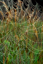 Spider web covered in dew, Wisconsin, USA